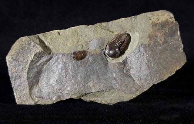 Ellipsocephalus hoffi (SCHLOTHEIM 1823) - Bild © FossNet FossilienStore